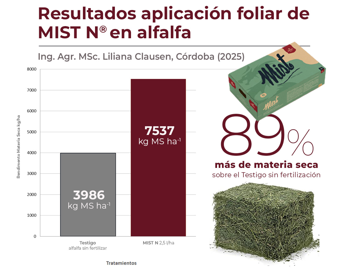 cuadro alfalfa Mist N